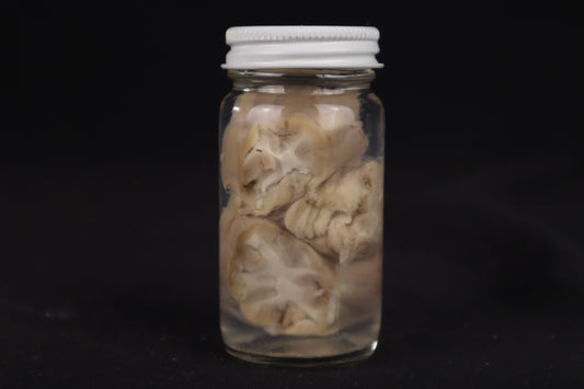 Goat Brain Slice Wet Specimen