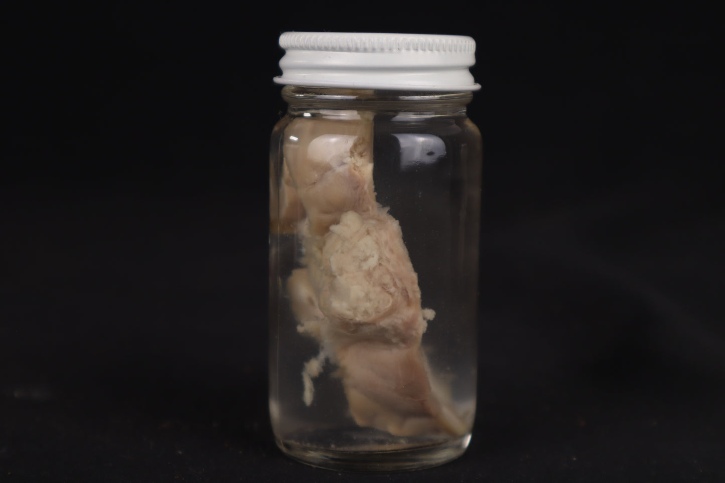 Goat Brain Slice Wet Specimen