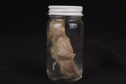 Goat Brain Slice Wet Specimen