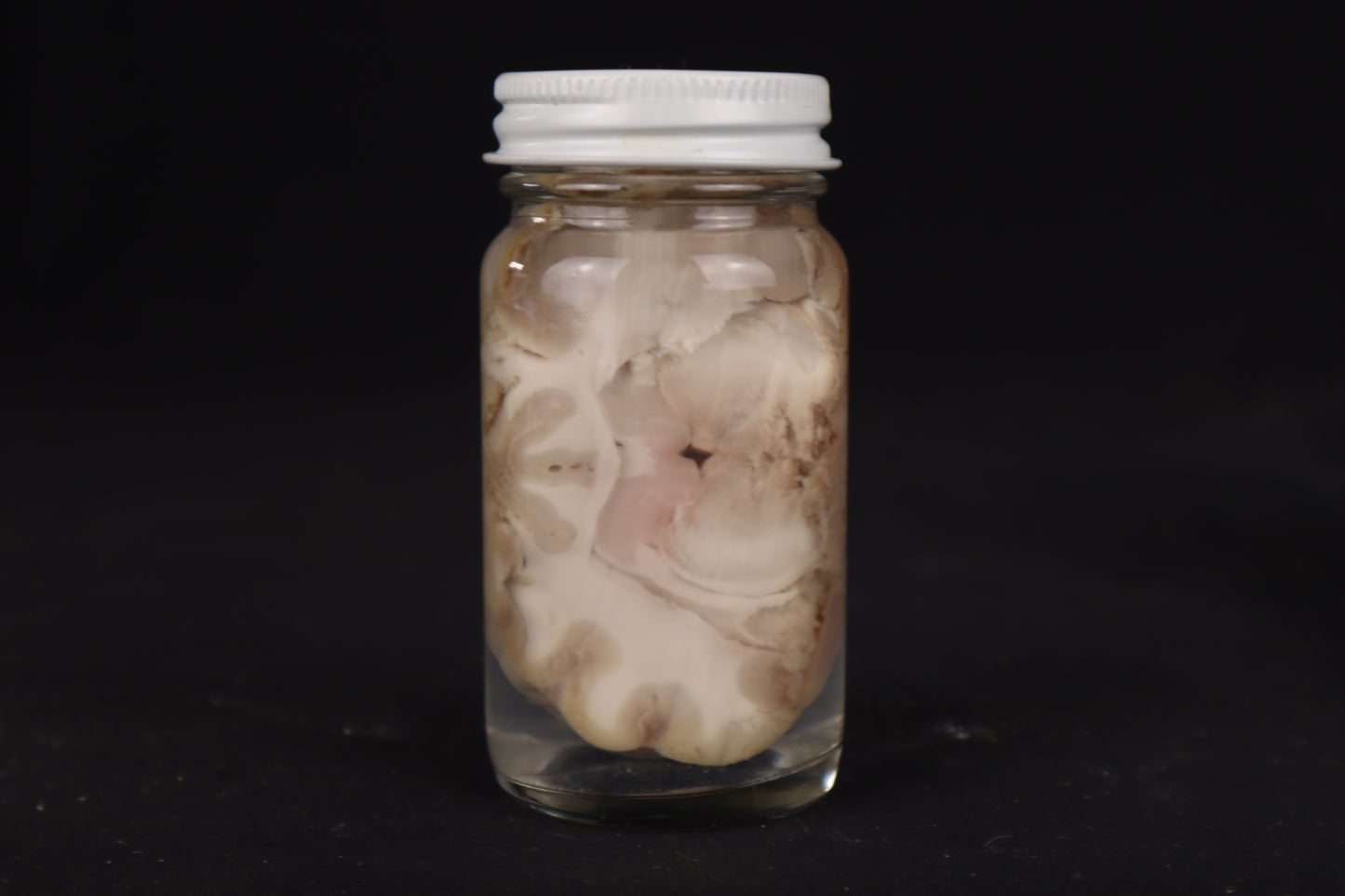 Goat Brain Slice Wet Specimen