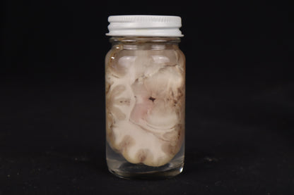 Goat Brain Slice Wet Specimen
