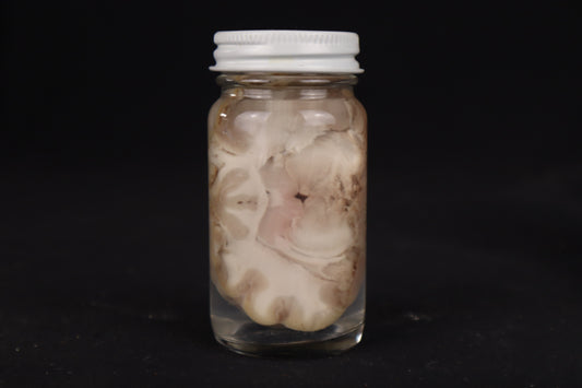 Goat Brain Slice Wet Specimen