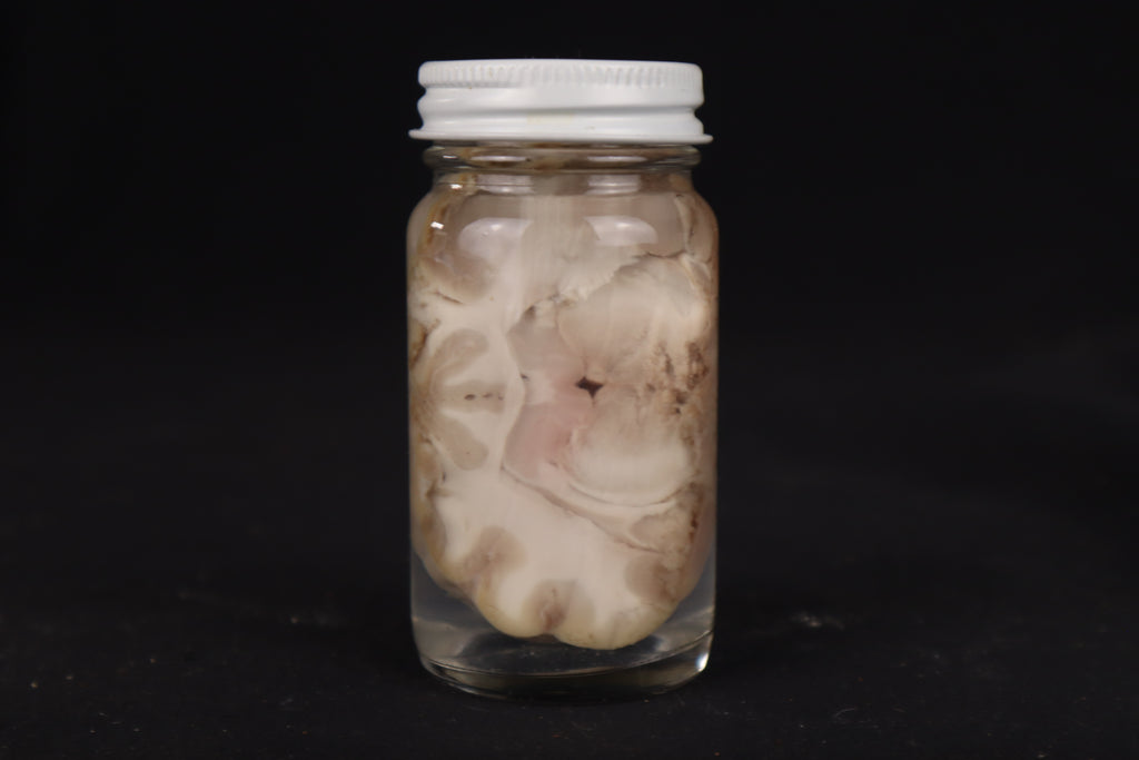 Goat Brain Slice Wet Specimen