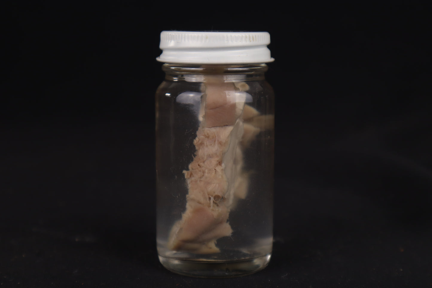 Goat Brain Slice Wet Specimen