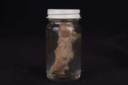 Goat Brain Slice Wet Specimen
