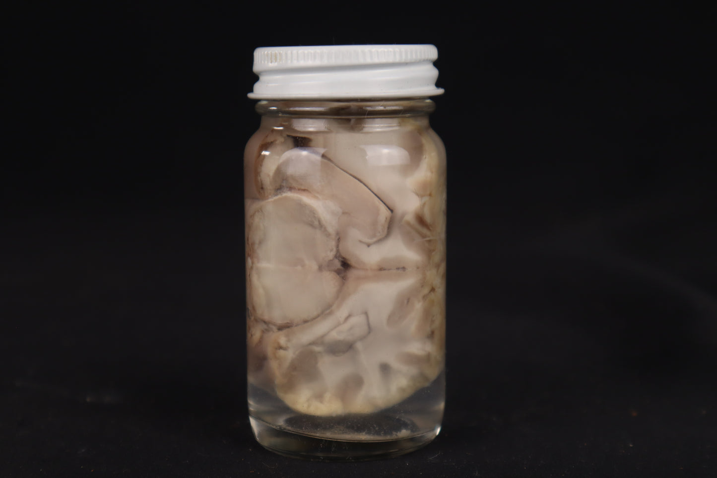 Goat Brain Slice Wet Specimen