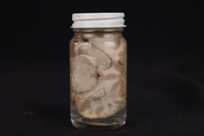 Goat Brain Slice Wet Specimen