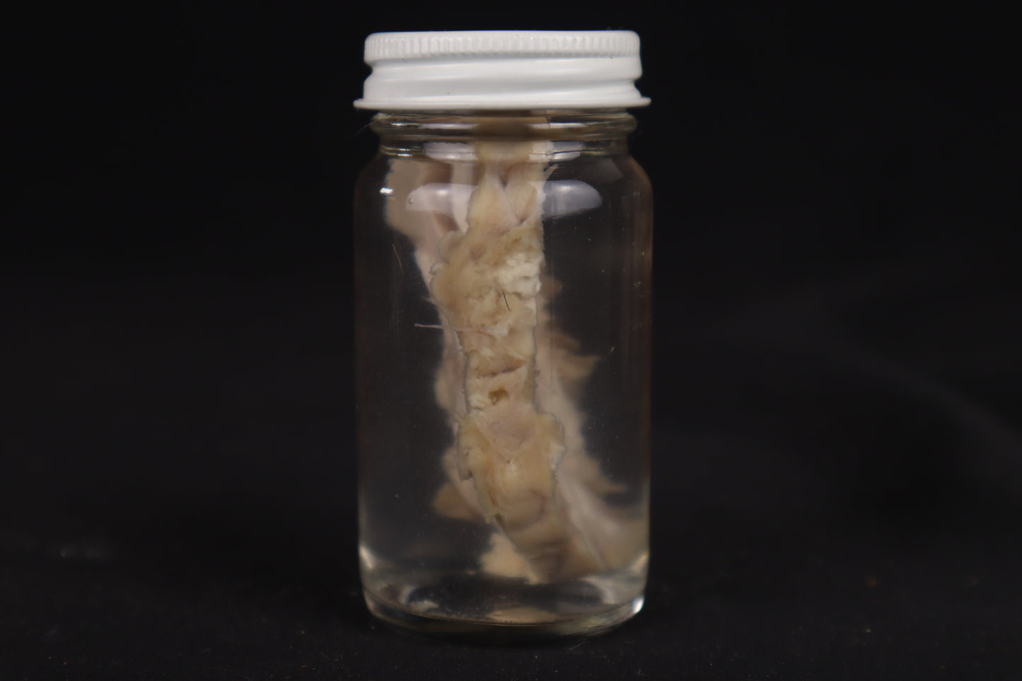 Goat Brain Slice Wet Specimen