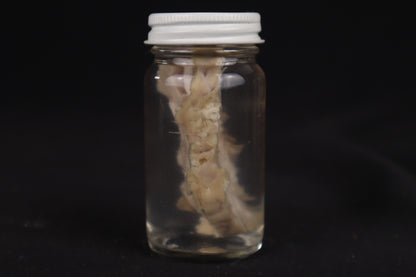 Goat Brain Slice Wet Specimen