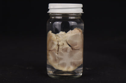 Goat Brain Slice Wet Specimen