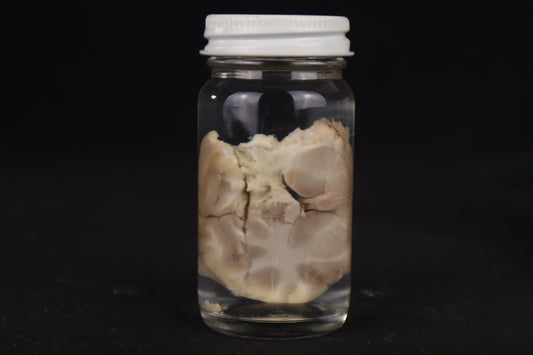 Goat Brain Slice Wet Specimen