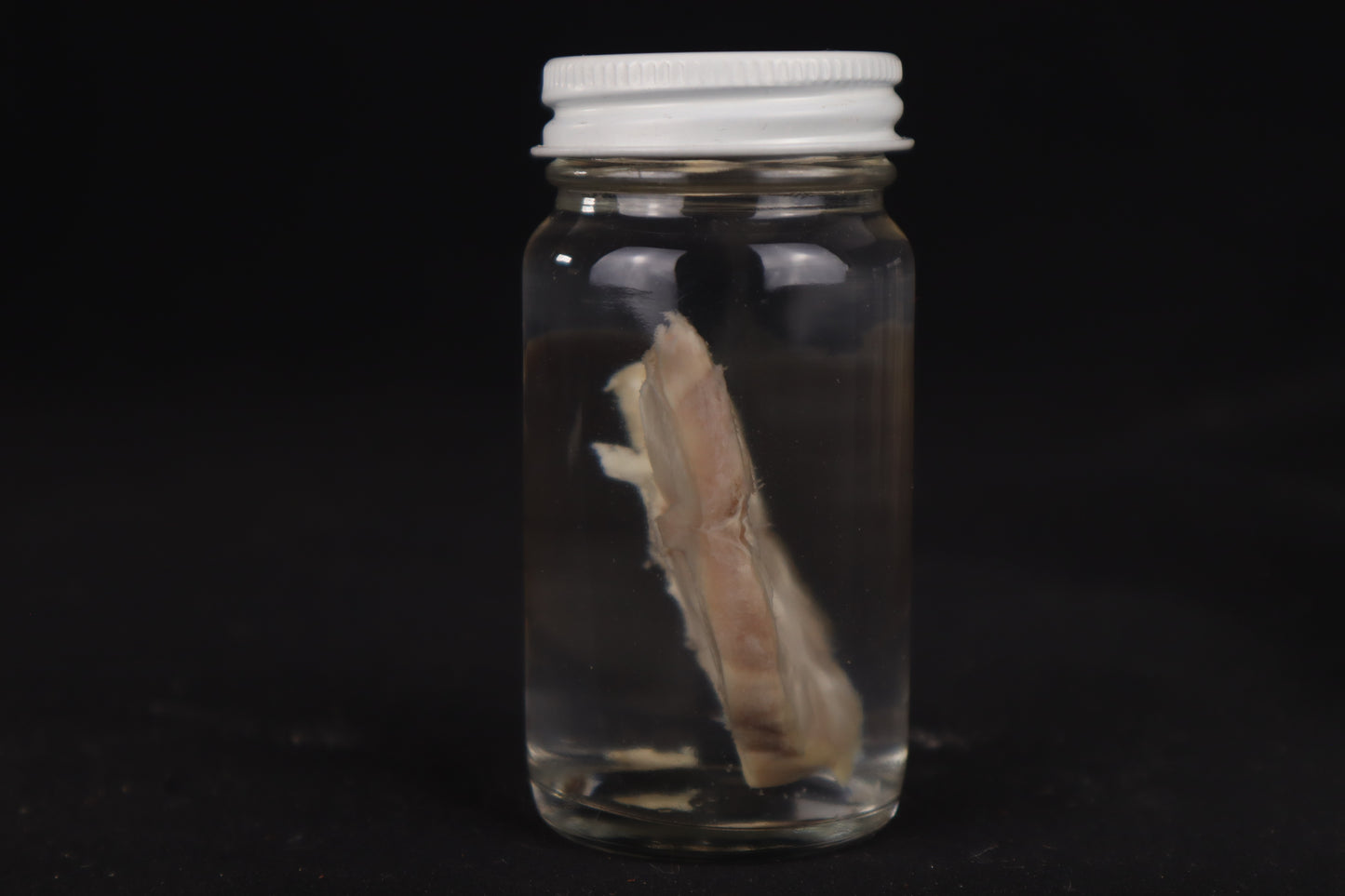 Goat Brain Slice Wet Specimen