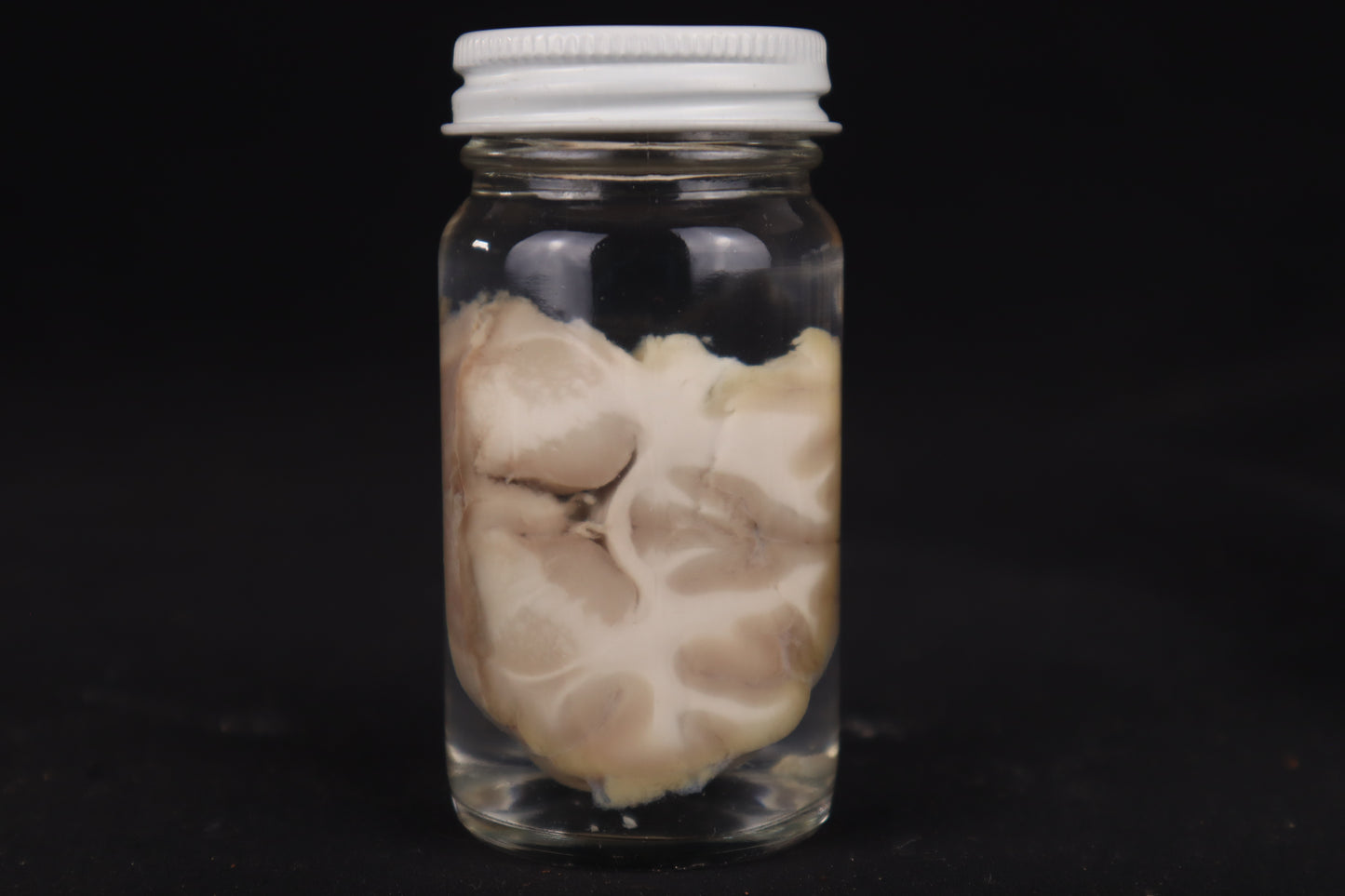 Goat Brain Slice Wet Specimen