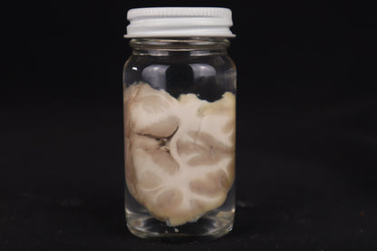 Goat Brain Slice Wet Specimen