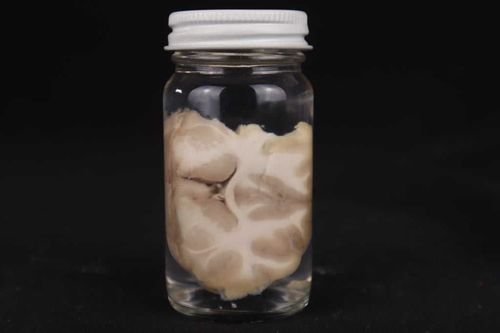 Goat Brain Slice Wet Specimen