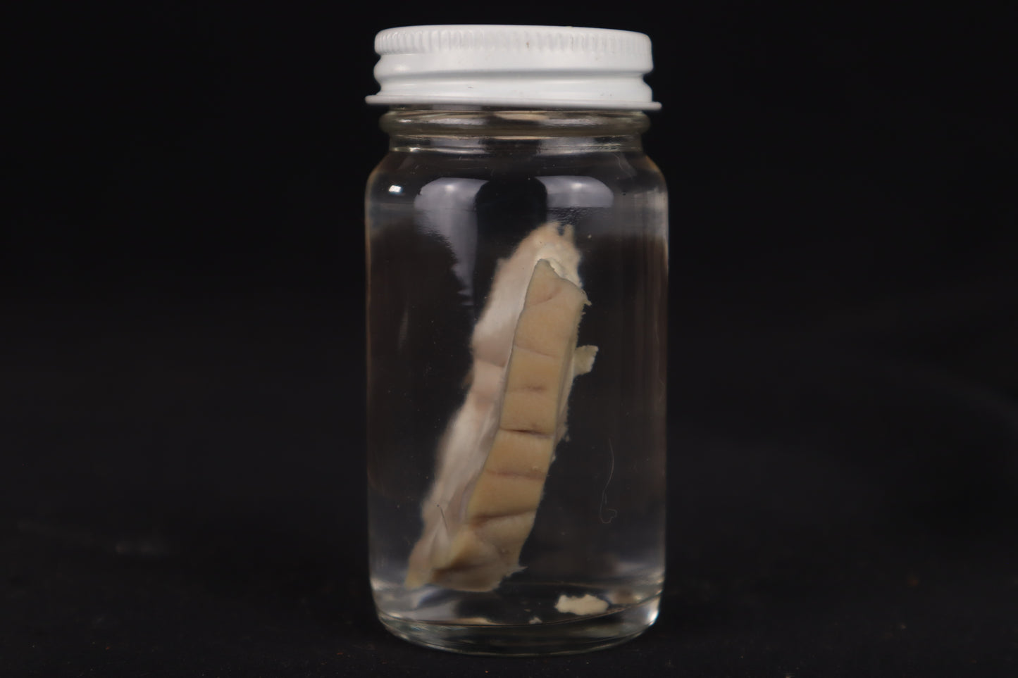 Goat Brain Slice Wet Specimen