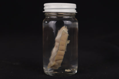 Goat Brain Slice Wet Specimen