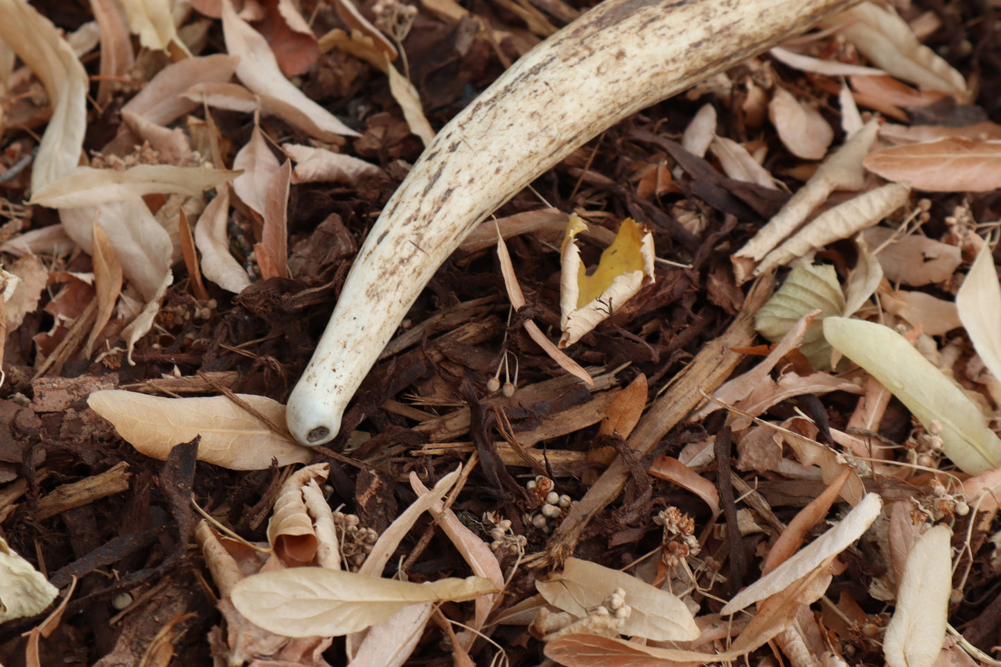Elk Antler Sickle