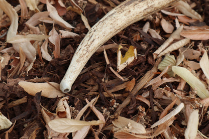 Elk Antler Sickle