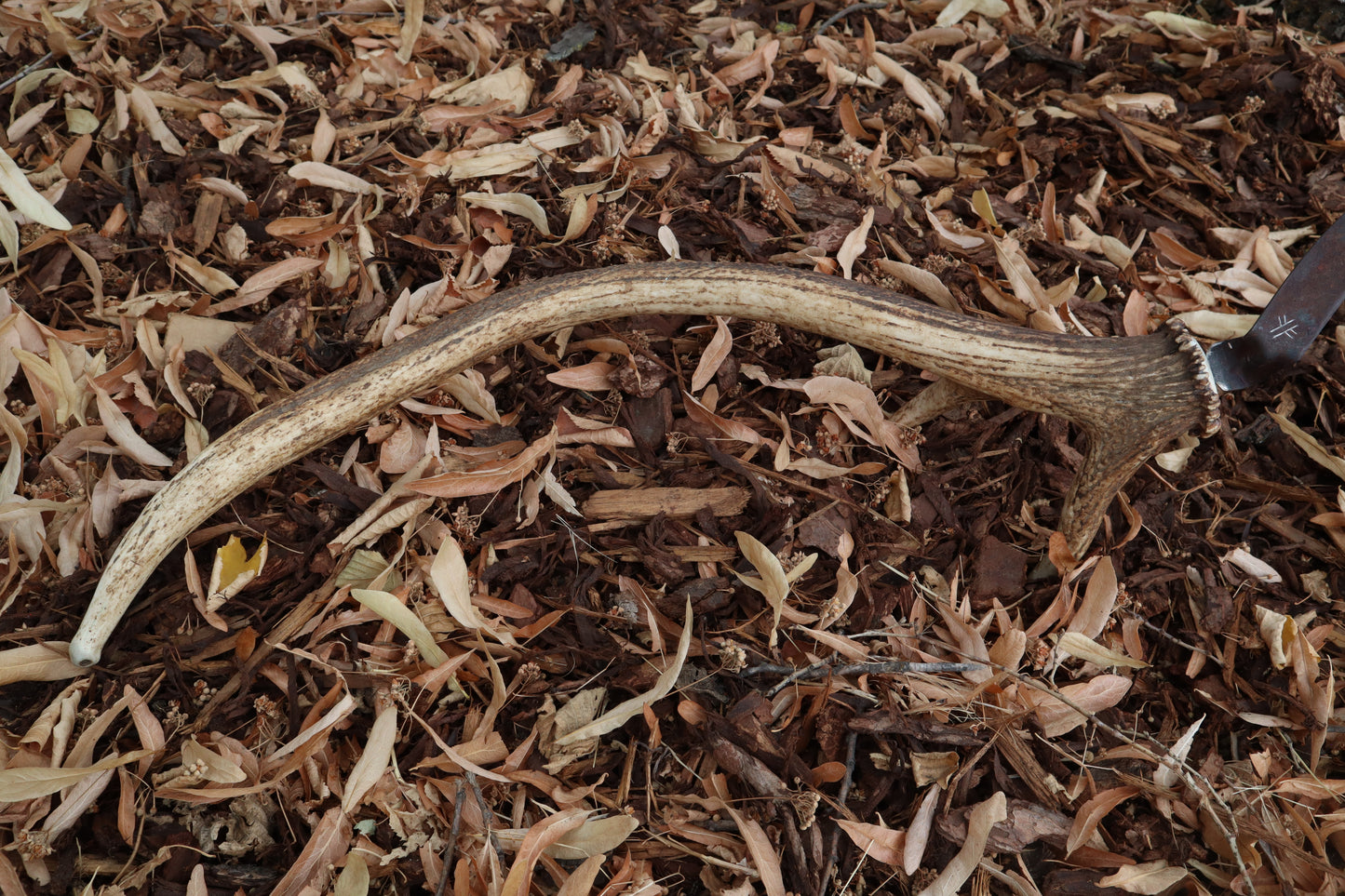 Elk Antler Sickle