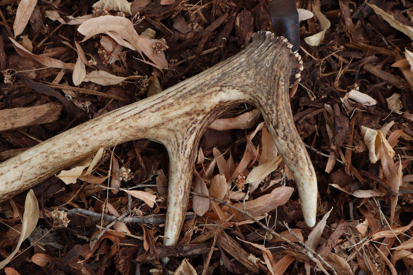 Elk Antler Sickle
