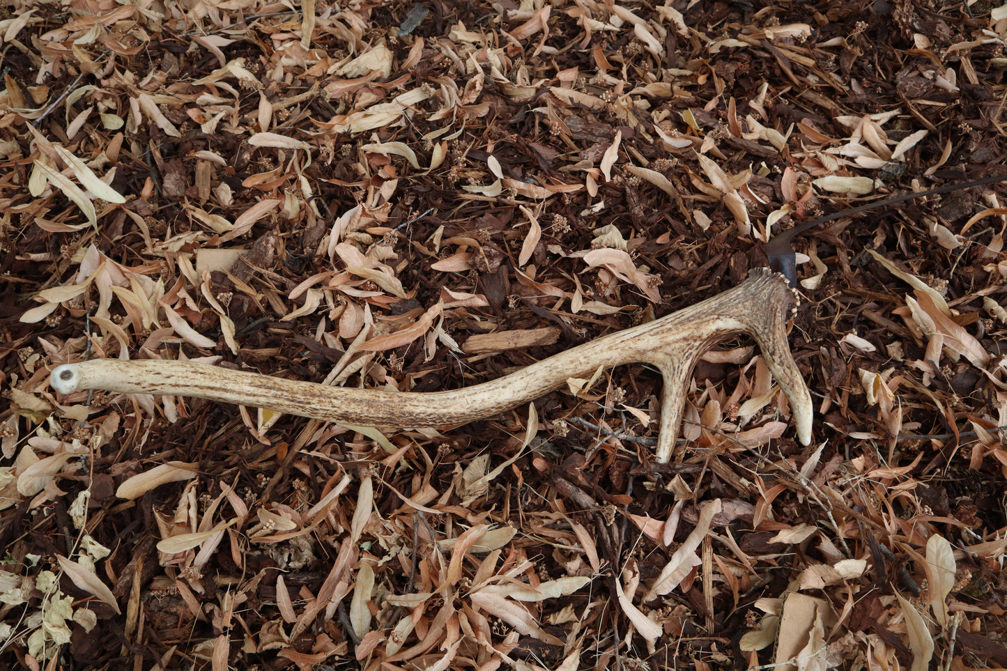 Elk Antler Sickle