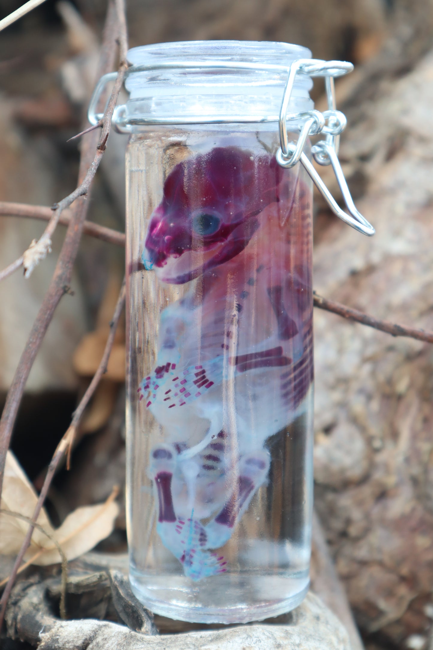 Diaphonized Fetal Raccoon