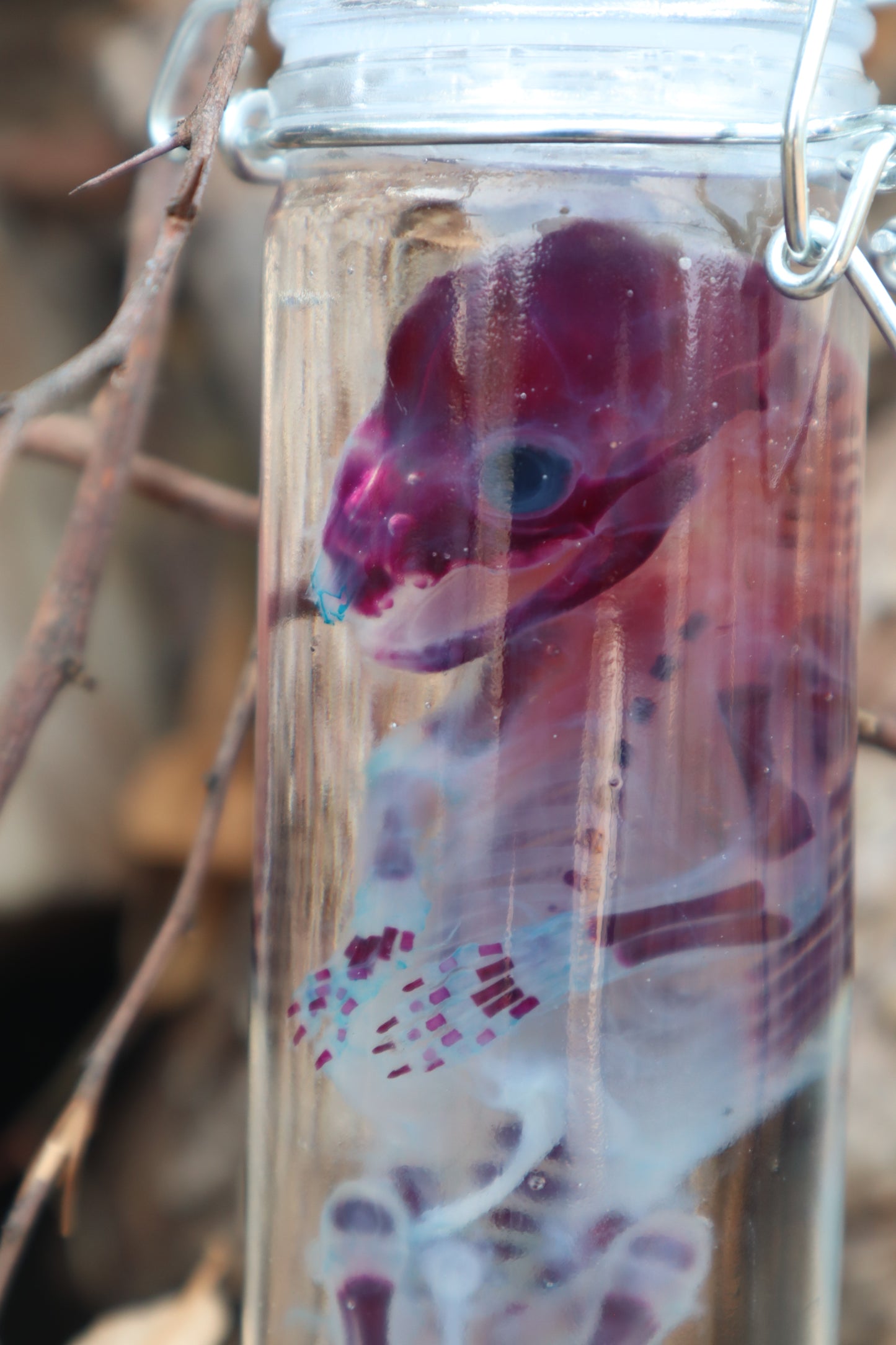 Diaphonized Fetal Raccoon