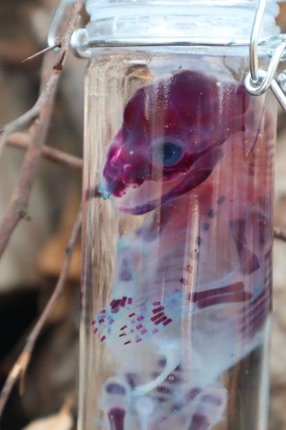 Diaphonized Fetal Raccoon