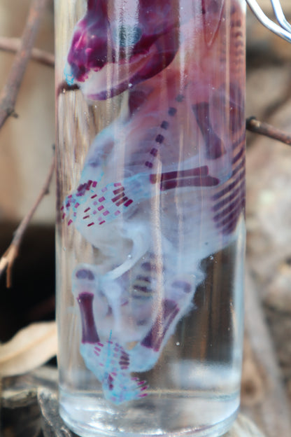Diaphonized Fetal Raccoon