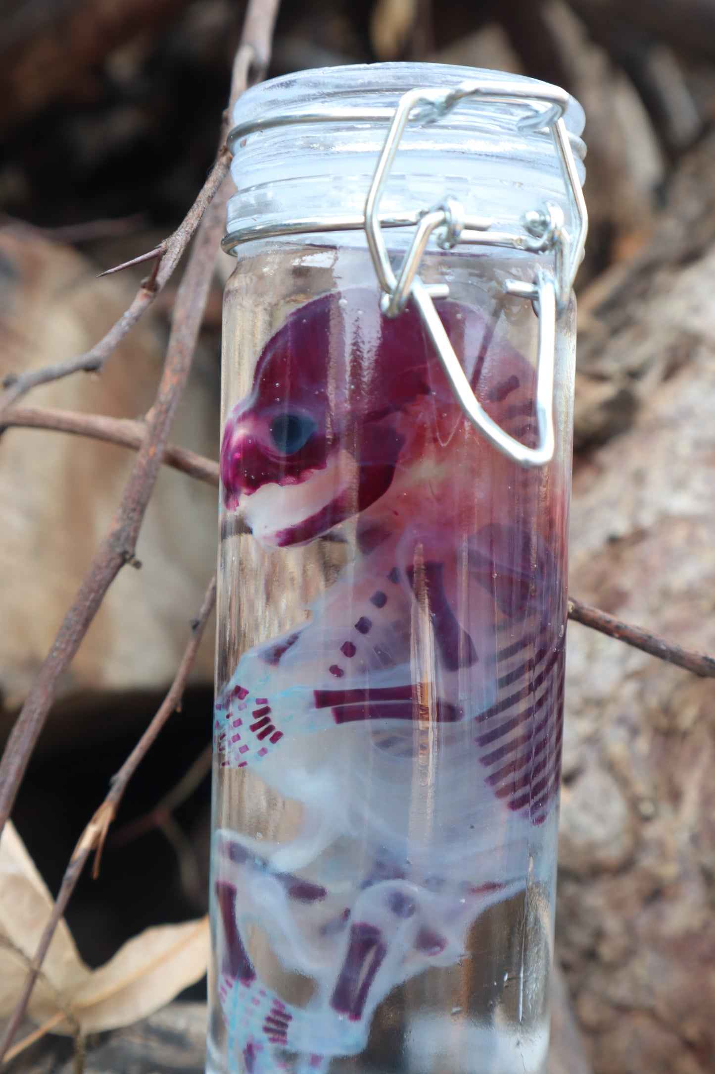 Diaphonized Fetal Raccoon