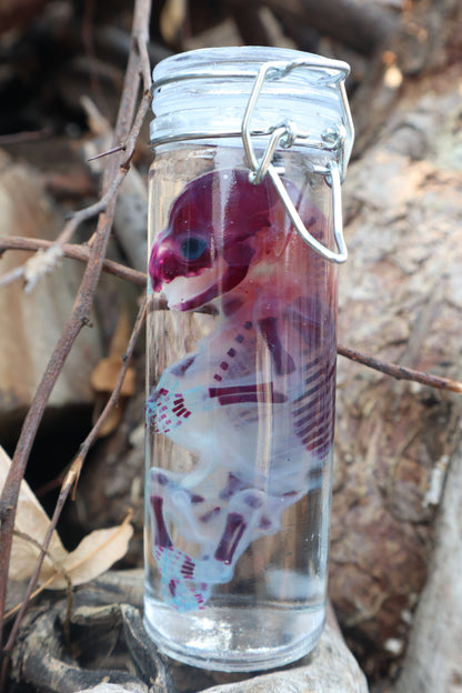 Diaphonized Fetal Raccoon