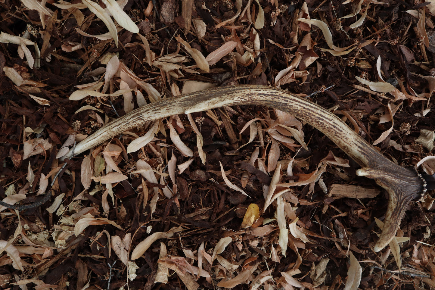 Elk Antler Sickle