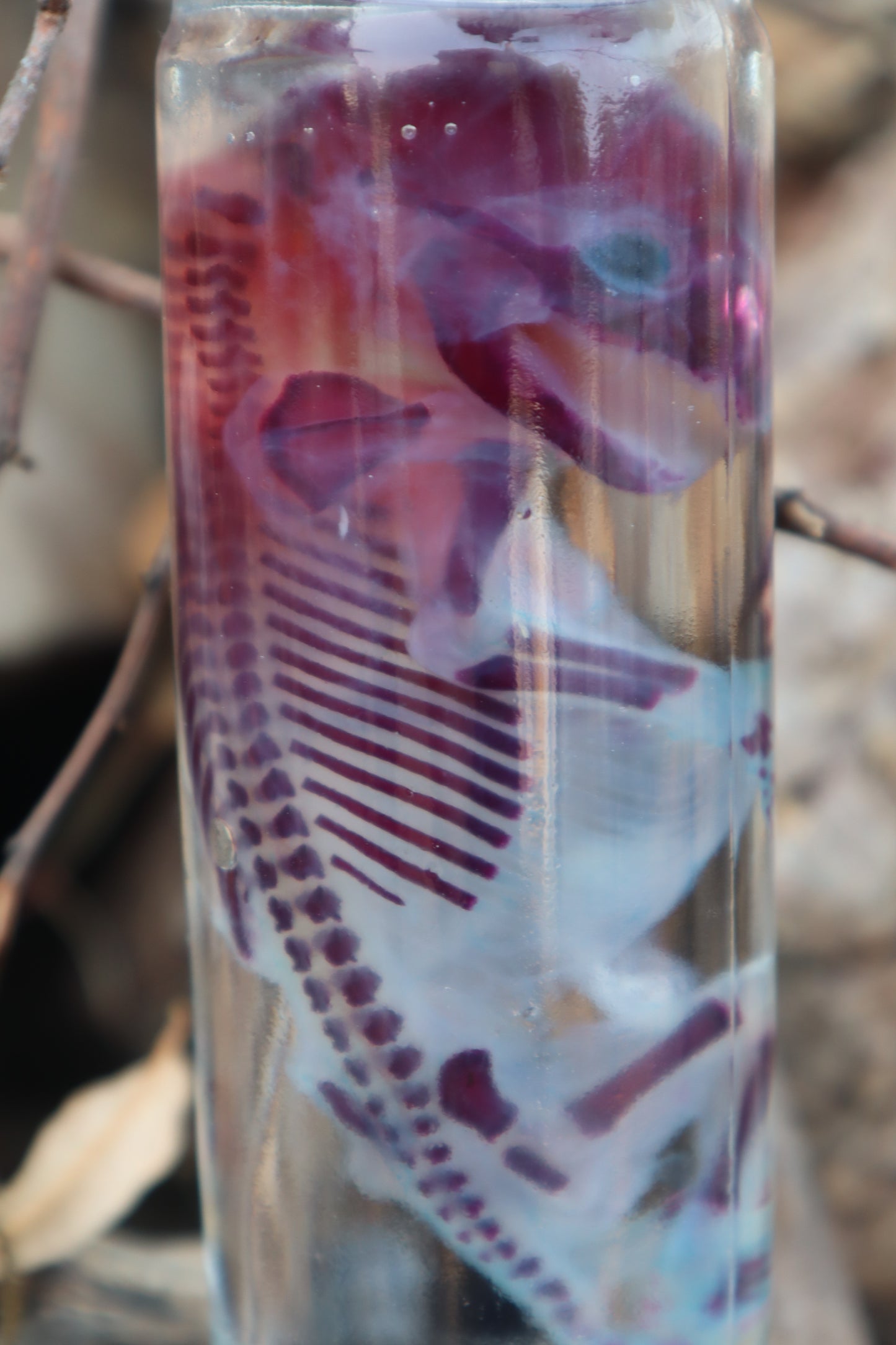 Diaphonized Fetal Raccoon