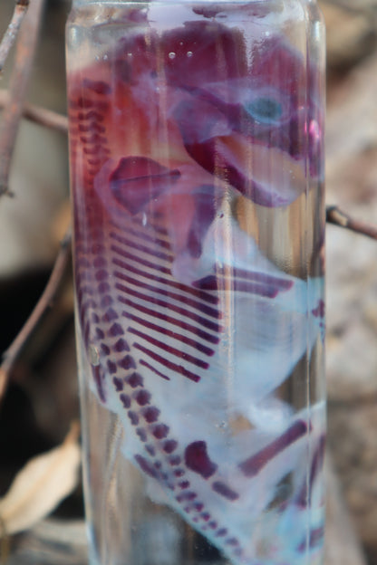 Diaphonized Fetal Raccoon