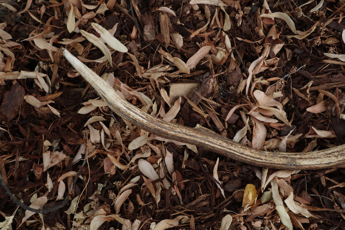 Elk Antler Sickle