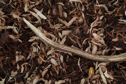 Elk Antler Sickle