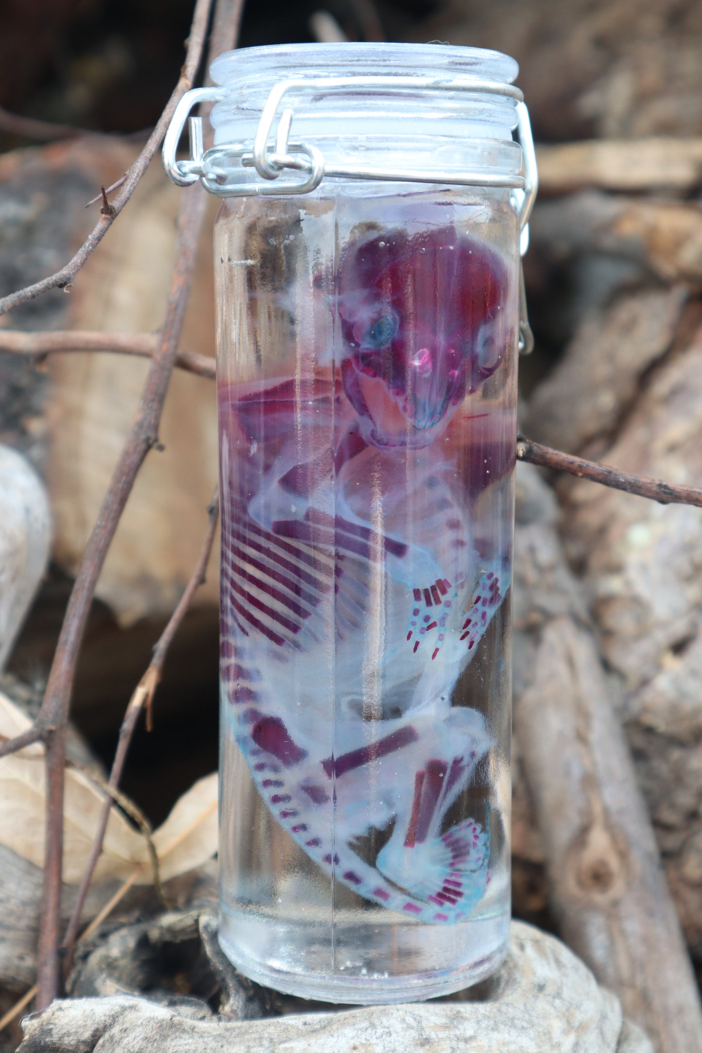 Diaphonized Fetal Raccoon