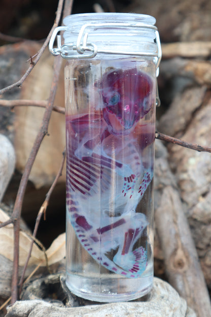 Diaphonized Fetal Raccoon