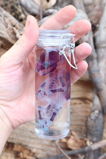 Diaphonized Fetal Raccoon