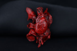 Dry Preserved Pine Marten Heart and Lung Display