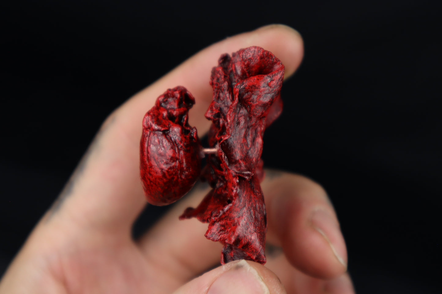 Dry Preserved Pine Marten Heart and Lung Display