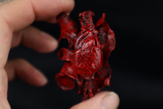 Dry Preserved Pine Marten Heart and Lung Display