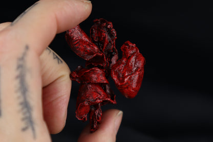 Dry Preserved Pine Marten Heart and Lung Display