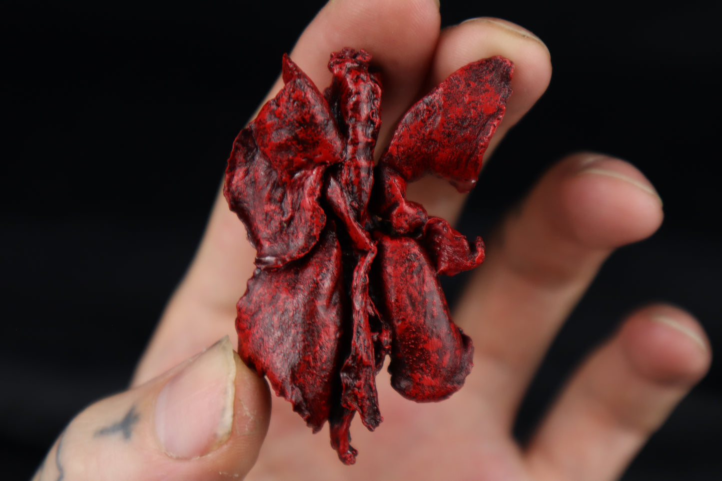 Dry Preserved Pine Marten Heart and Lung Display