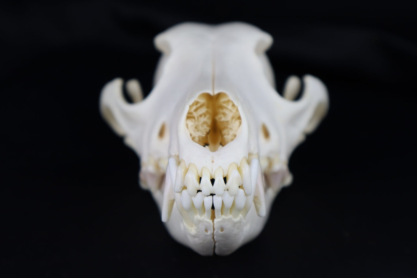 Coyote Skull