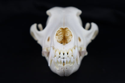 Coyote Skull