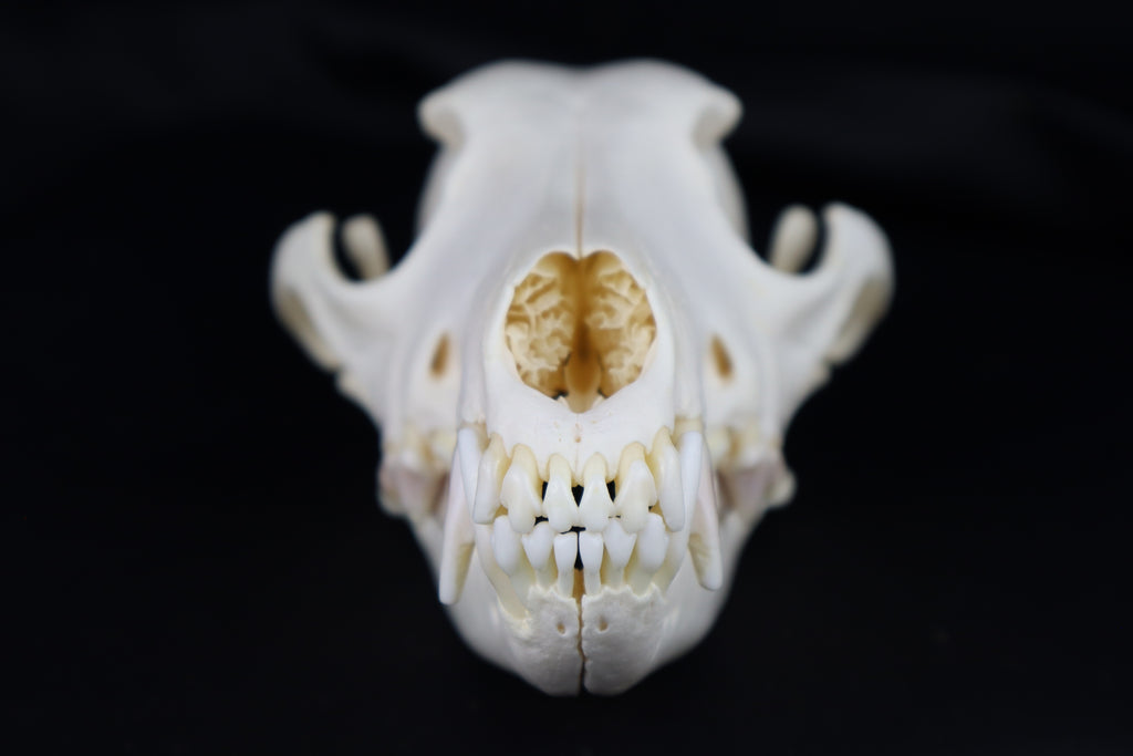 Coyote Skull