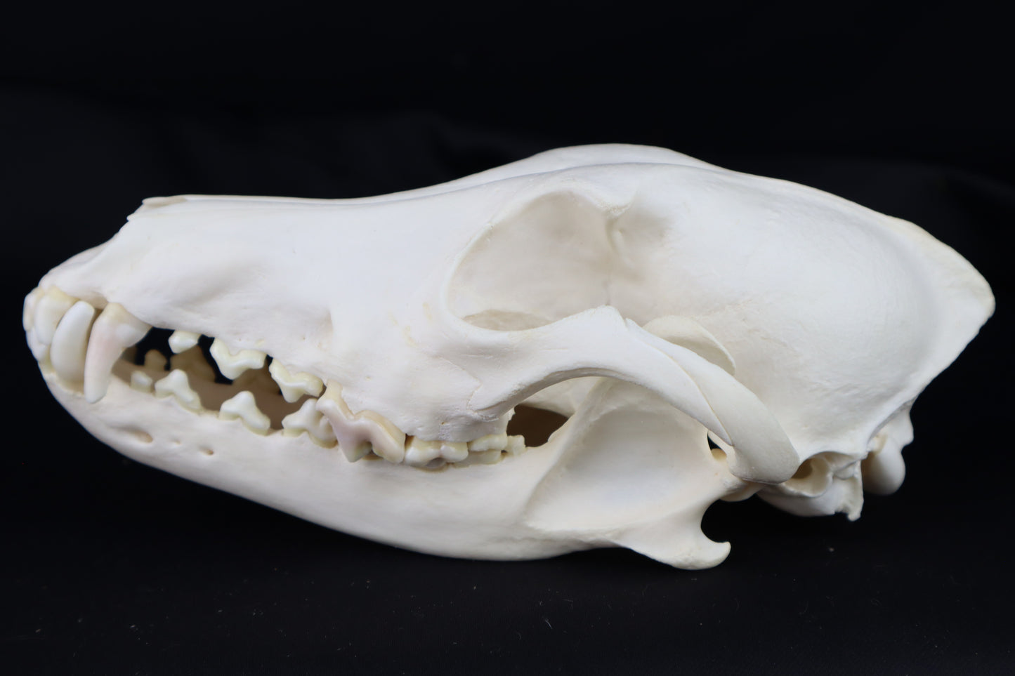 Coyote Skull