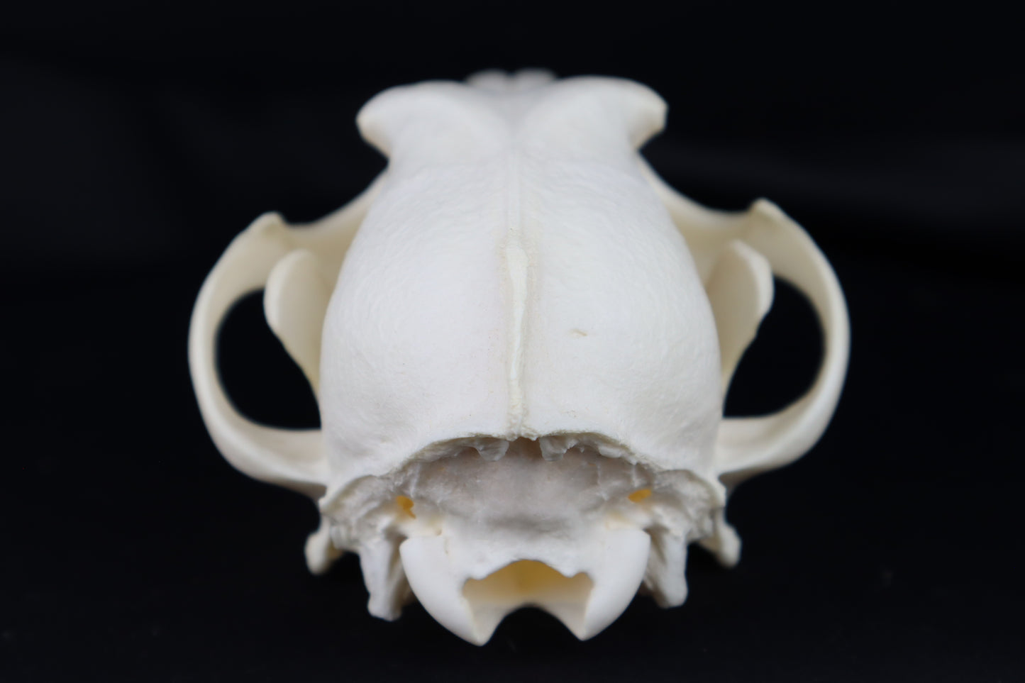 Coyote Skull
